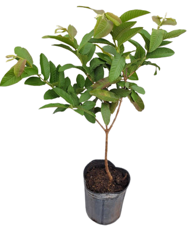 Guava Tree